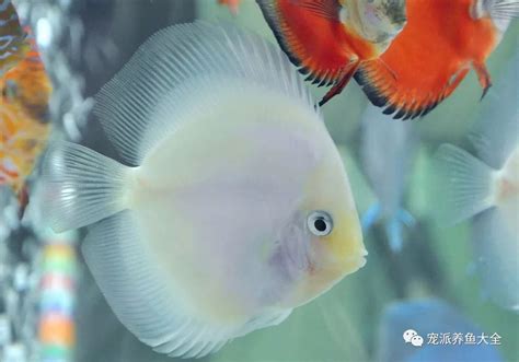 七彩神仙魚品種|七彩神仙魚品種及飼養攻略